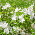 White Rugosa Rose