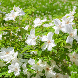 White Rugosa Rose