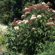 Adams Elderberry Bush