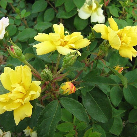 Sunny Knock Out&reg; Rose Tree