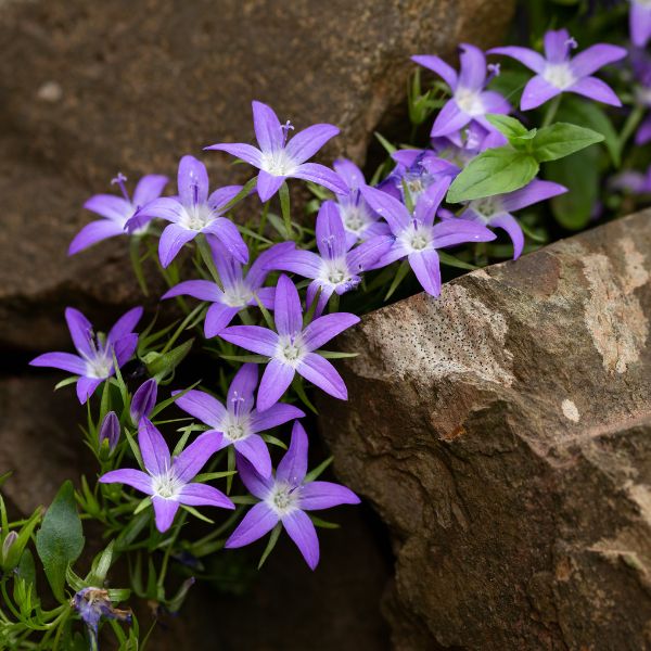 Adansa&reg; Purple Serbian Bellflower