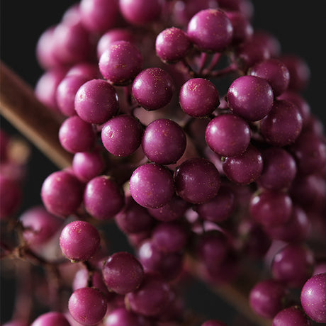 Plump & Plentiful&trade; Purple Giant Beautyberry