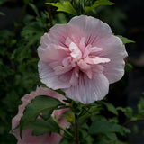 Pink Chiffon&reg; Rose of Sharon Shrub