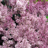 Minuet Lilac