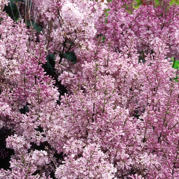 Minuet Lilac