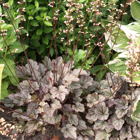 Silver Scrolls Coral Bells