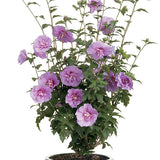 Lavender Chiffon&reg; Rose of Sharon Shrub