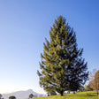 Norway Spruce Tree