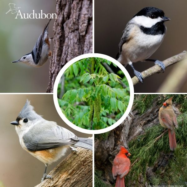 Audubon&reg; Native Butternut