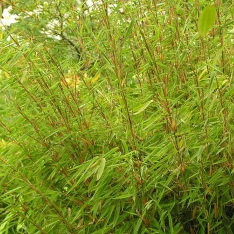 Little Red Head Clumping Bamboo