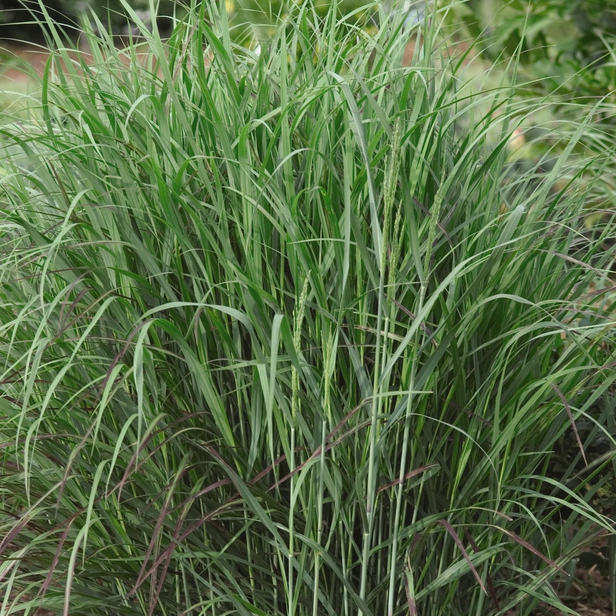 Shenandoah Red Switch Grass