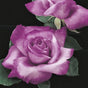 Fragrant Plum Hybrid Tea Rose