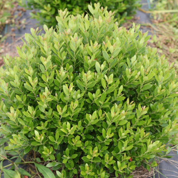 Strongbox? Inkberry Holly