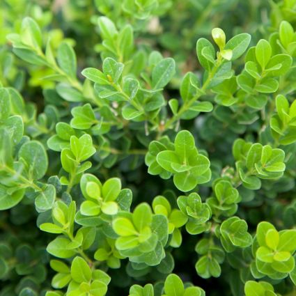 Baby Gem&trade; Boxwood