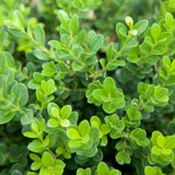 Baby Gem&trade; Boxwood