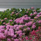 Proven Winners&reg; Color Choice&reg; Let's Dance&reg; Moonlight Hydrangea