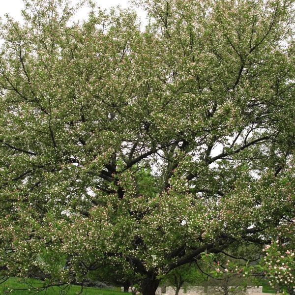 Snowdrift Crabapple