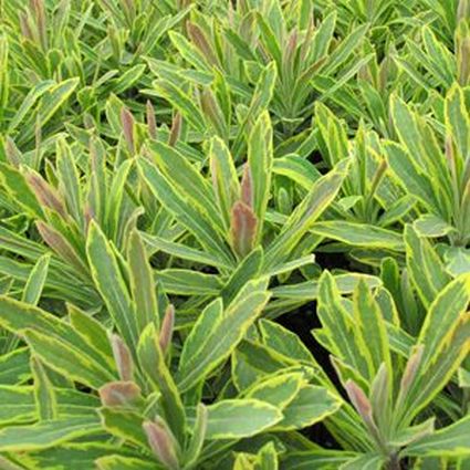 Ascot Rainbow Euphorbia