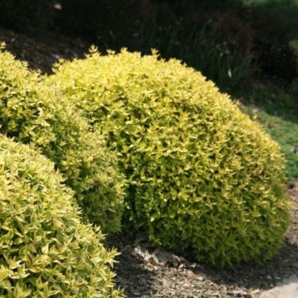 Twist of Lime Abelia