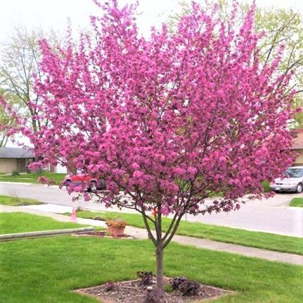 Purple Prince Crabapple