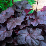 Obsidian Coral Bells