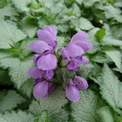 Lamium Orchid Frost