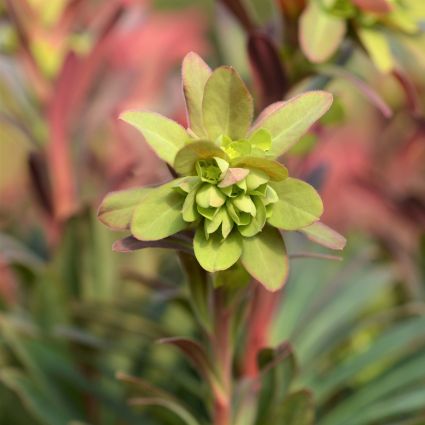 Purple Wood Spurge