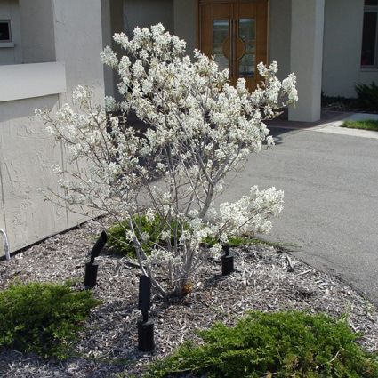 Cole's Select Serviceberry