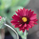 Burgundy Gaillardia