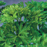 Italian Parsley Plant