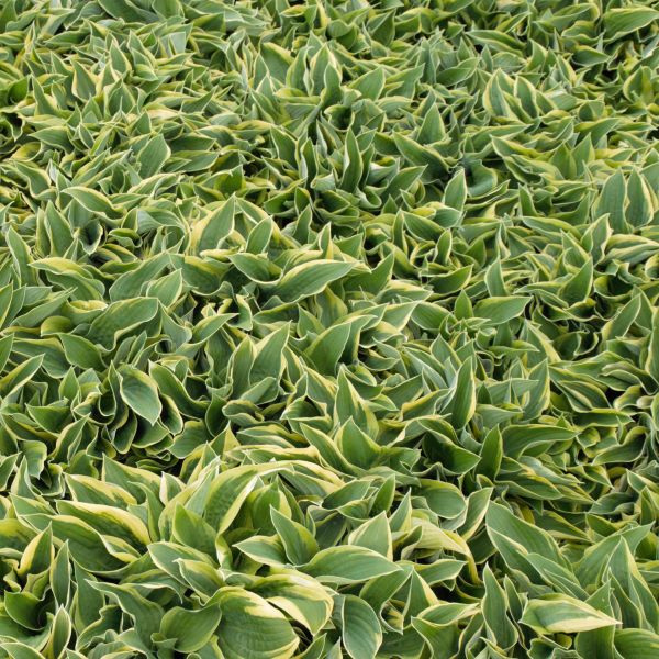 Wide Brim Hosta