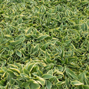 Wide Brim Hosta