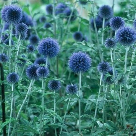 Blue Glow Globe Thistle