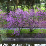 Western Redbud Tree