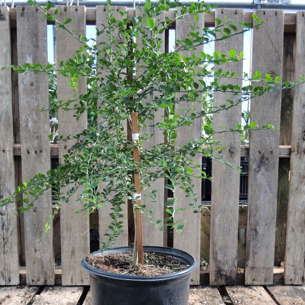 Australian Finger Lime Tree