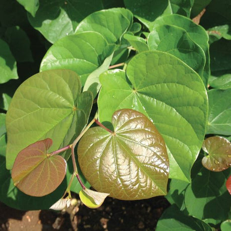 Pink Pom Poms Redbud