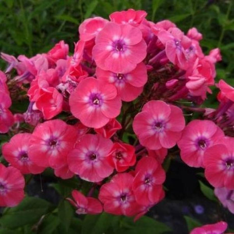 Junior Dance Phlox