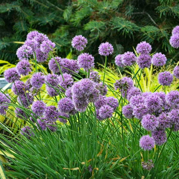 Medusa Allium