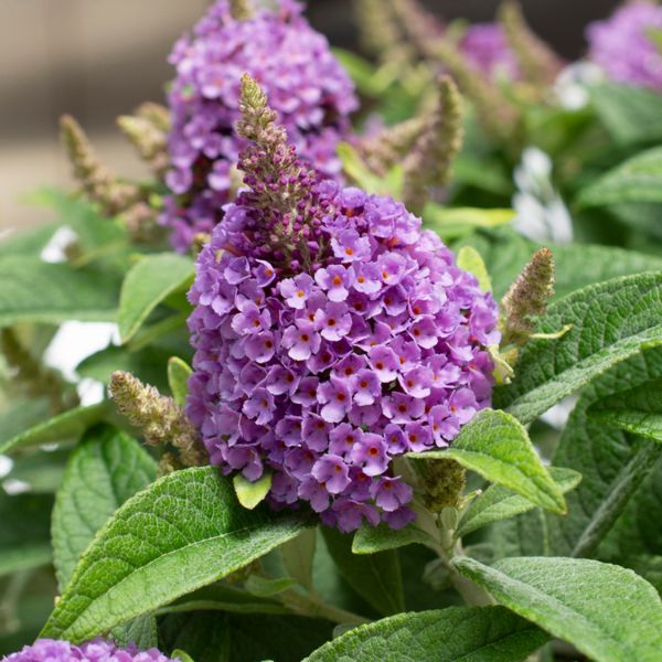 Bloomables® Dapper® Lavender Butterfly Bush