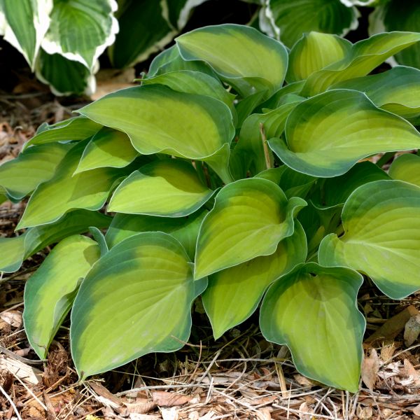 Hosta Journey's End