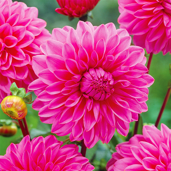 Lucky Number Dahlia