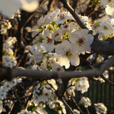 Chanticleer Flowering Pear