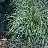 Evergold Sedge Grass