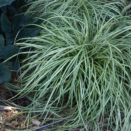 Evergold Sedge Grass