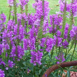 Vivid Obedient Plant