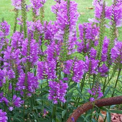 Vivid Obedient Plant