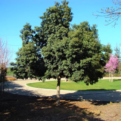 Japanese Blueberry Tree