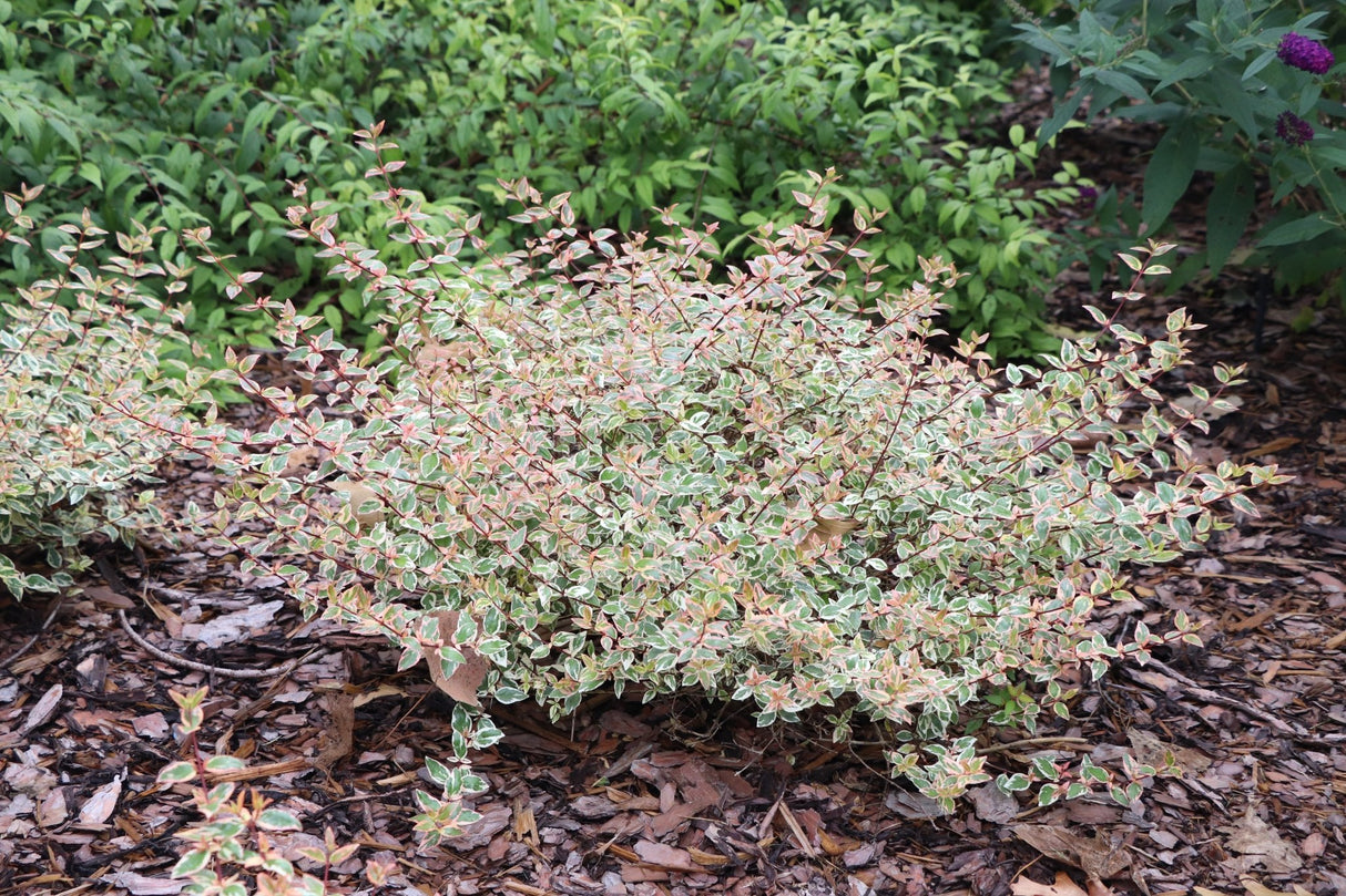 Abelia x grandiflora Tres Amigos variegated landscape shrub with colorful year-round foliage.