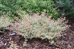 Abelia x grandiflora Tres Amigos variegated landscape shrub with colorful year-round foliage.