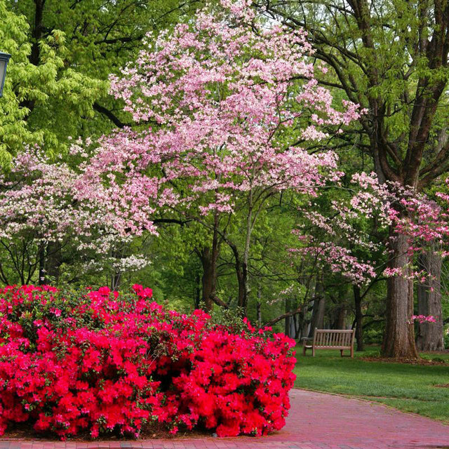 Red Flowering Dogwood